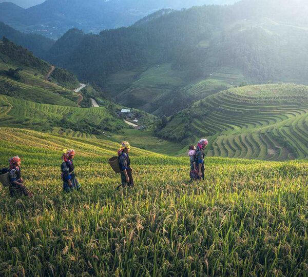Read more about the article Why organic food may be good for you