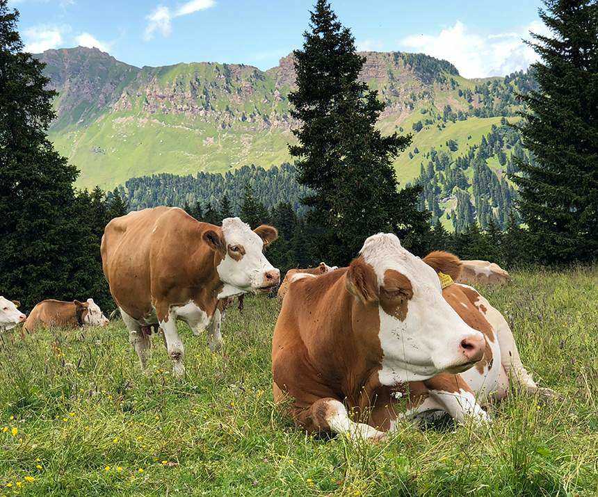 Read more about the article Golder Wheat