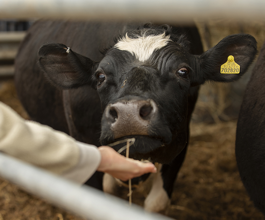 Read more about the article Meat and Meat Products